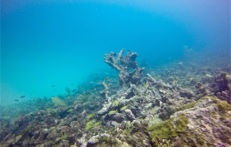 Degraded Reef St Barts - Photo Credit Catherine Jadot